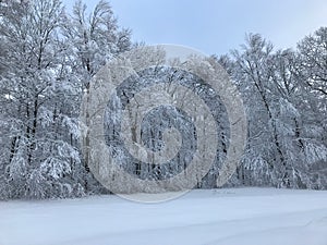 Snow view on trees and landscaping