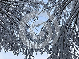 Snow view on trees and landscaping