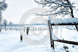 Snow on the vineyard