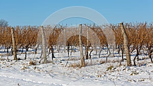 Snow Vineyard