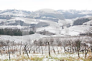 Snow in vineyars in Slovenia in GoriÃÂ¡ka Brda photo