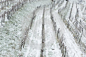 Snow in vineyars in Slovenia in GoriÃÂ¡ka Brda photo