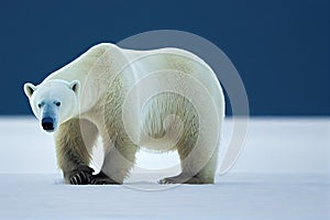 Snow-walking polar bear dangerous mammals at north pole