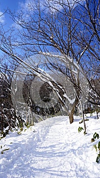 Snow and walkway in the forest Noboribetsu onsen snow winter