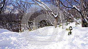 Snow and walkway in the forest Noboribetsu onsen snow winter par