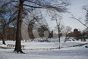 Snow, walkway and trees without leaves in winter