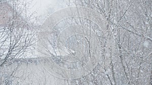 Snow Waltz: Snowflakes emerge from the sky, covering trees and earth in a snowy tale. The magic of nature: The winter