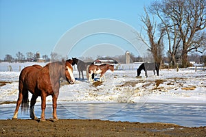 snow at the water hole photo