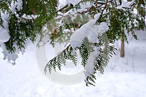 Snow weighs down on hanging cedar branch