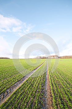 Snow on wheat.