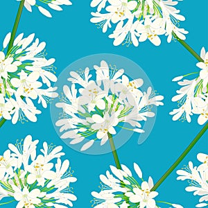 Snow White Agapanthus on Blue Background. Vector Illustration