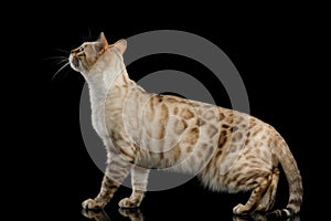 Snow white Bengal Cat isolated on Black Background
