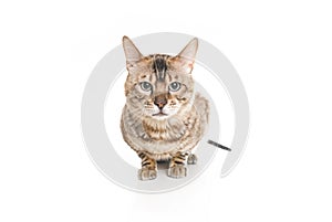 Snow White bengal posing on the white surface