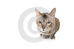 Snow White bengal posing on the white surface