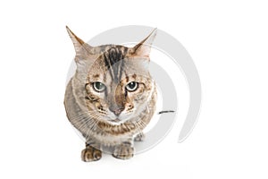 Snow White bengal posing on the white surface