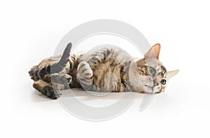 Snow White bengal posing on the white surface