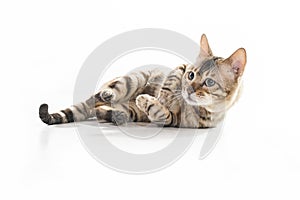 Snow White bengal posing on the white surface