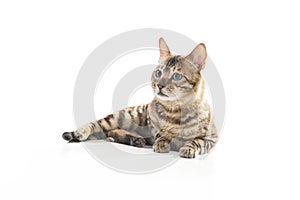 Snow White bengal posing on the white surface