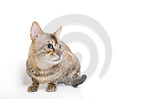 Snow White bengal posing on the white surface