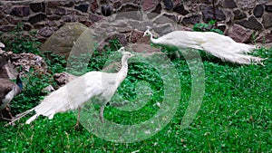 Snow-white birds peafowls peahens with crowns walk on green grass