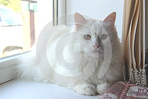 Snow-white cat. white cat lies on the window sill
