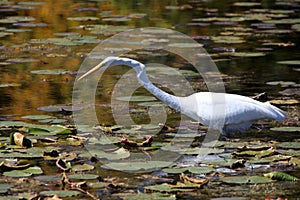 Snow white egret