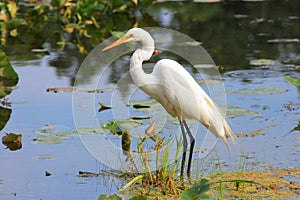 Snow white Egret