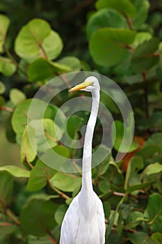 Snow white Egret in the wild