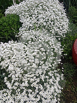 snow white flower is the Snow in-Summer flowers also called Cerastium tomentosum