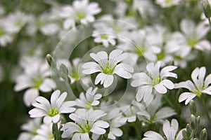 Snow white flowers