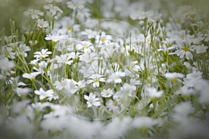 Snow white flowers