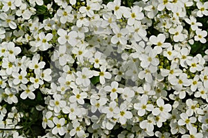 Snow-white flowers of Arabis alpina subsp. caucasica Mountain Rock Cress, Alpine Rockcress of the `Snowfix` variety