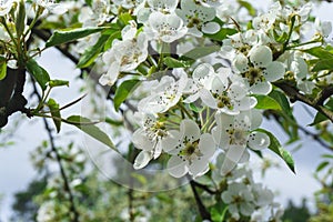 Snow-white flowers of cherrytree bloomed among young green leaves in the spring garden photo