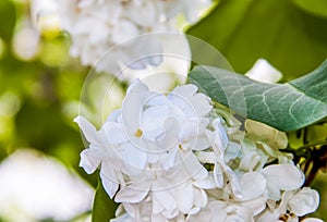 Snow-white flowers. Lilac, spring flowers. Flowering tree. The lilac bushes.