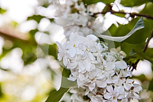 Snow-white flowers. Lilac, spring flowers. Flowering tree. The lilac bushes.