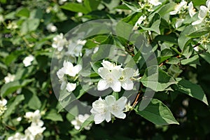 Snow white flowers of mock orange