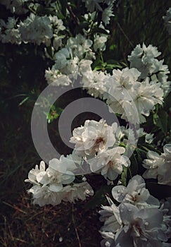 snow-white flowers of mock orange Schneesturm against the backdrop of greenery