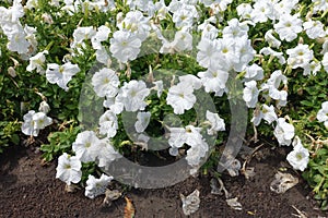 Snow white flowers of petunias