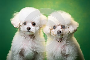 Snow-white fluffy poodles against a green background