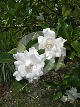 A snow white fragrant rosal in full bloom photo
