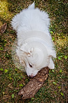 Snow white fuzzy American Eskimo -Spitz puppy in grass gnawing on a piece of wood almost as bit as he is