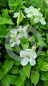 snow white green flowers