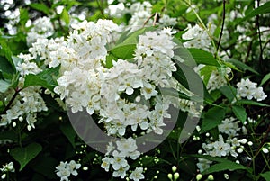 Snow white jasmine flowers and green leaves on branches, close up