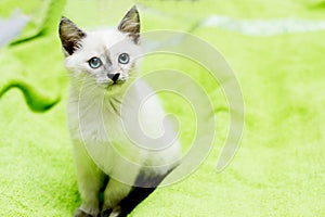 The snow-white kitten with blue eyes sits on a bed
