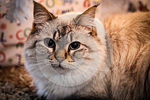 Snow White Maine Coon under Christmas tree