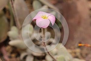 `Snow White Panda Plant` flower - Kalanchoe Eriophylla