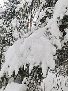 Snow White Soft and Cold in Canada