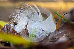 Snow-white swan feather in fallen leaves