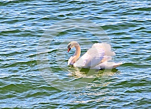 A snow-white swan floats on the waves , illuminated by bright sunlight.