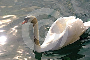 Snow white Swan on water